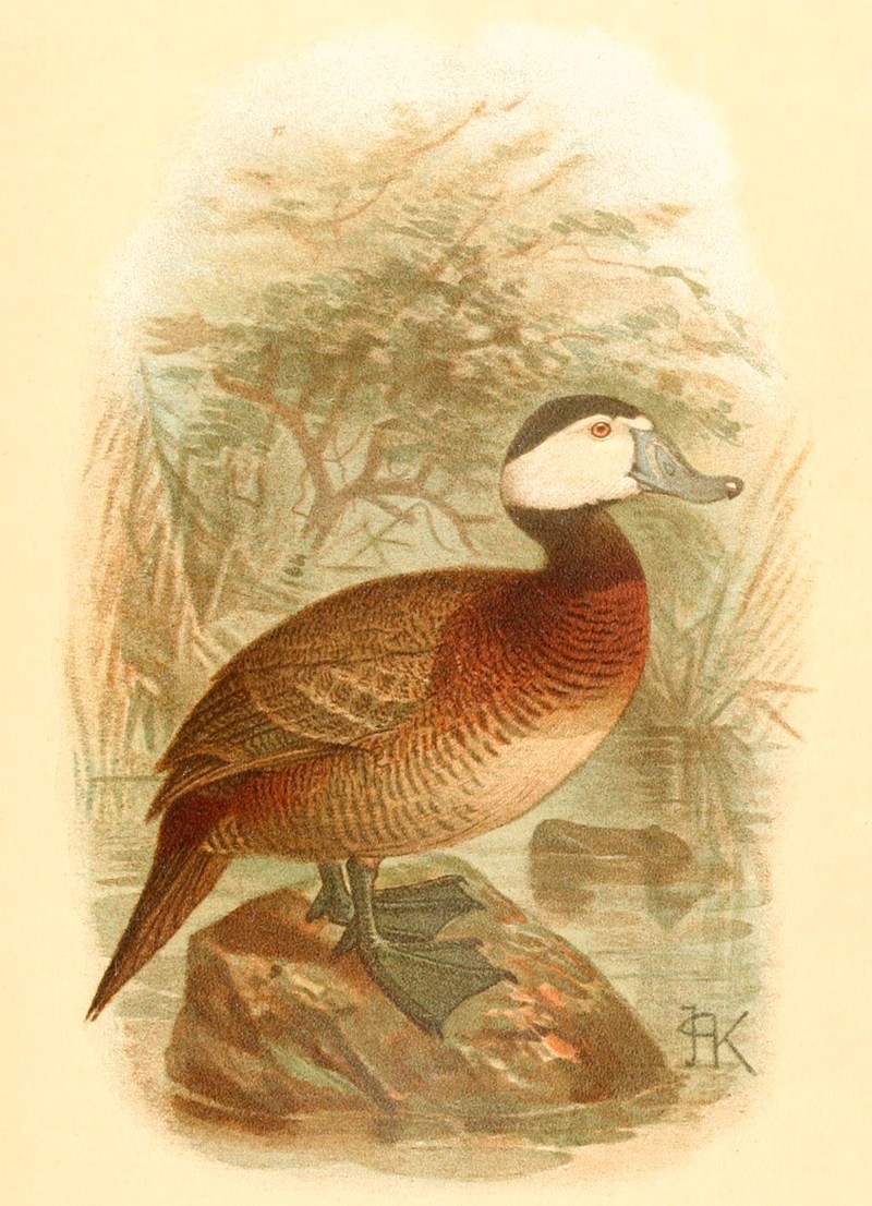 white-headed duck (Oxyura leucocephala); DISPLAY FULL IMAGE.