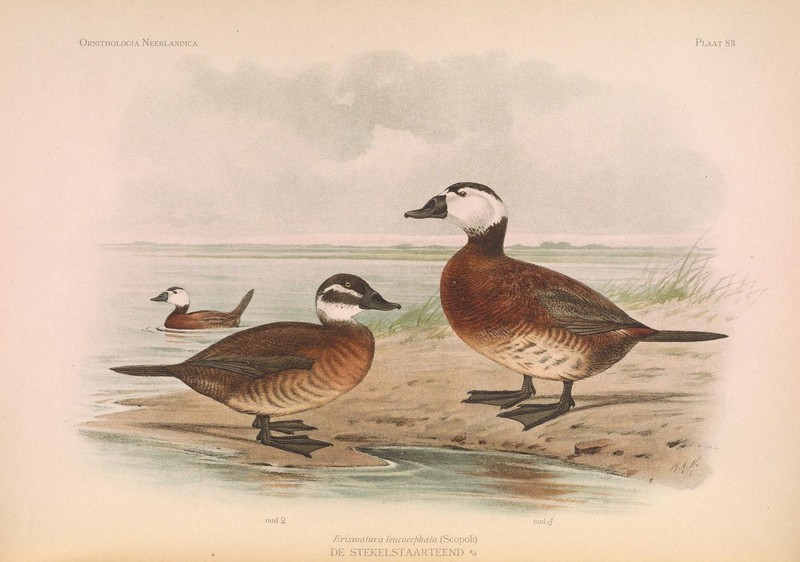 white-headed duck (Oxyura leucocephala); DISPLAY FULL IMAGE.