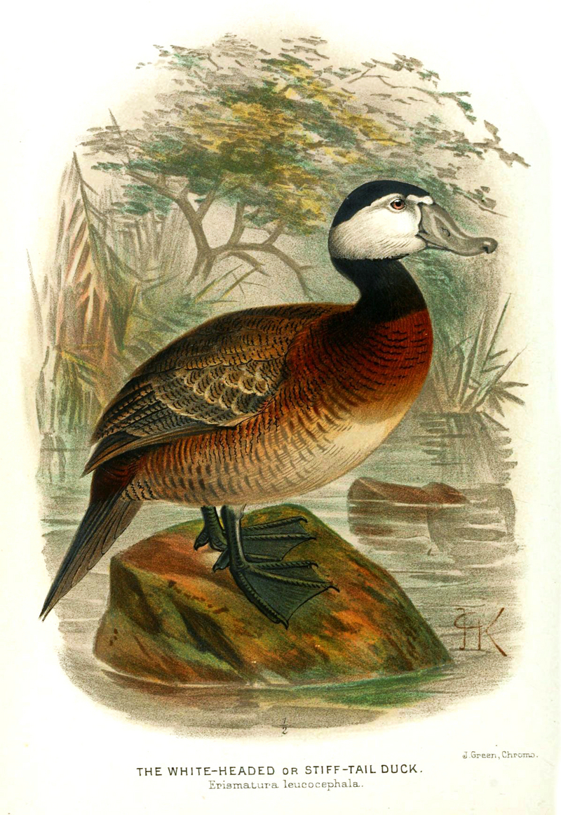 white-headed duck (Oxyura leucocephala); DISPLAY FULL IMAGE.