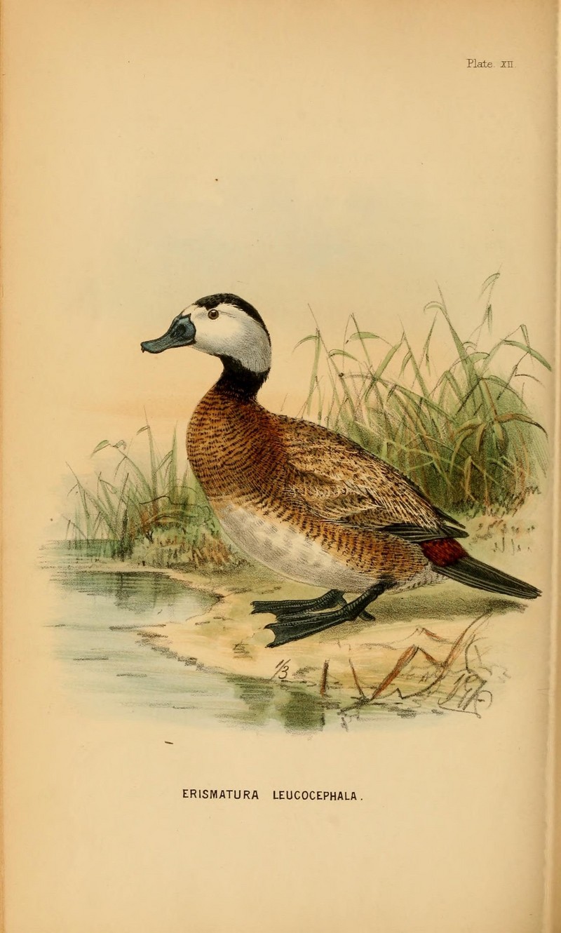 white-headed duck (Oxyura leucocephala); DISPLAY FULL IMAGE.
