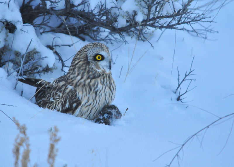 short-eared owl (Asio flammeus); DISPLAY FULL IMAGE.