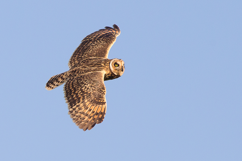 short-eared owl (Asio flammeus); DISPLAY FULL IMAGE.