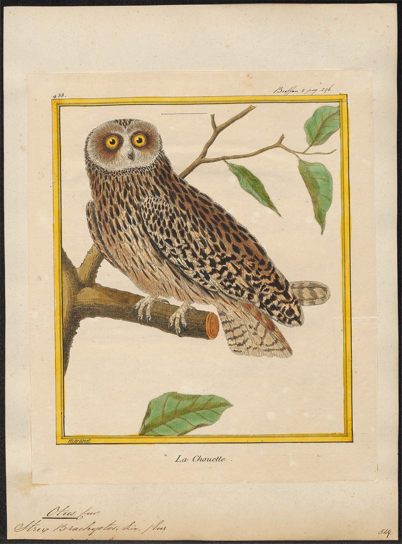 short-eared owl (Asio flammeus); DISPLAY FULL IMAGE.