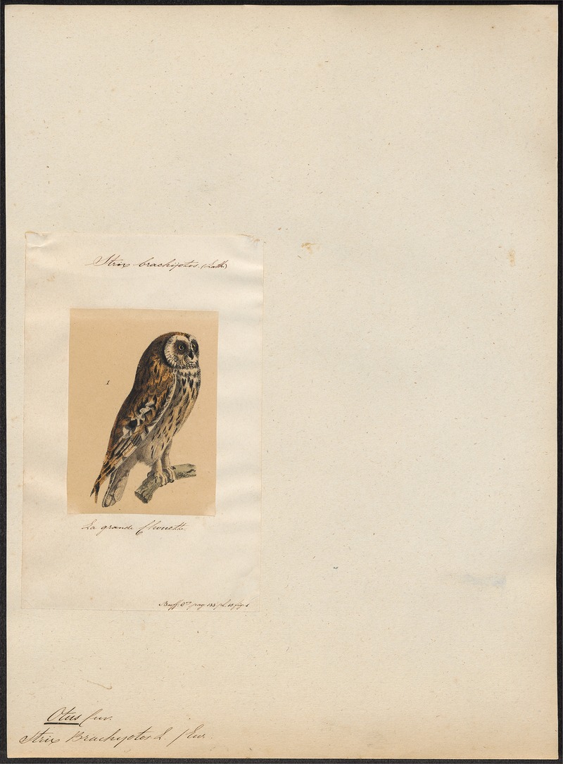 short-eared owl (Asio flammeus); DISPLAY FULL IMAGE.