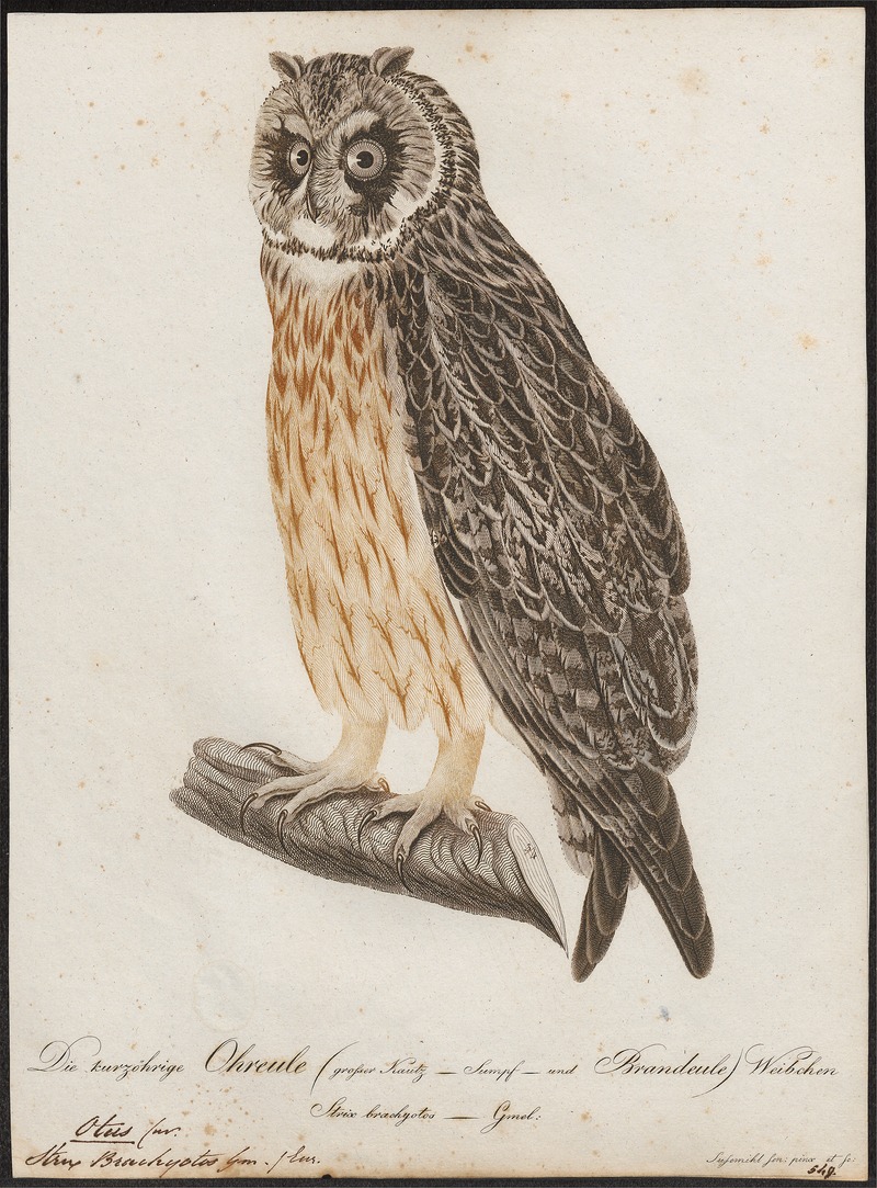 short-eared owl (Asio flammeus); DISPLAY FULL IMAGE.