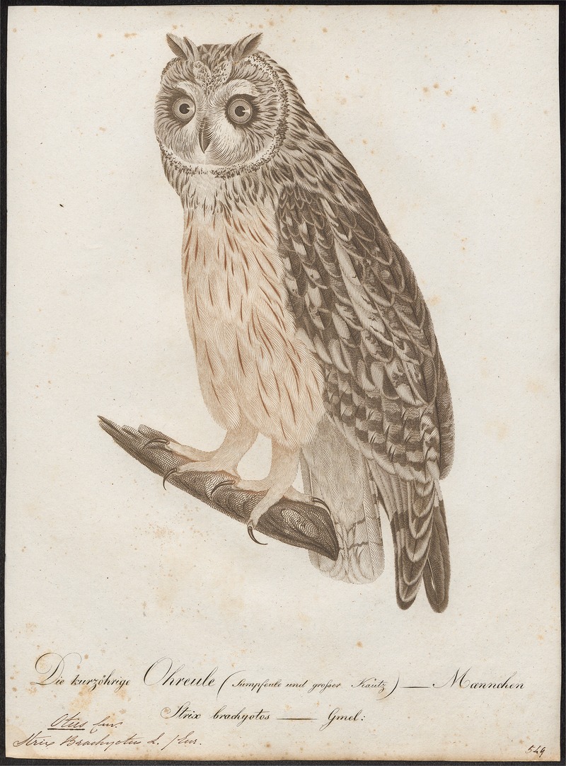 short-eared owl (Asio flammeus); DISPLAY FULL IMAGE.