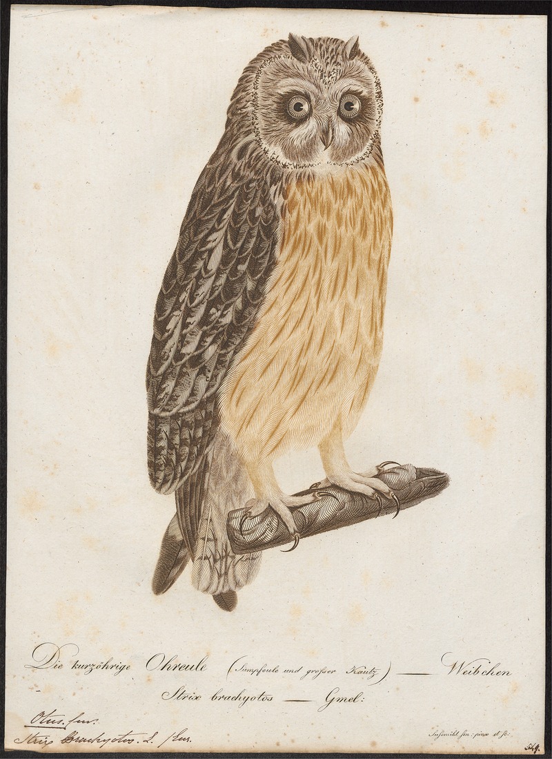 short-eared owl (Asio flammeus); DISPLAY FULL IMAGE.