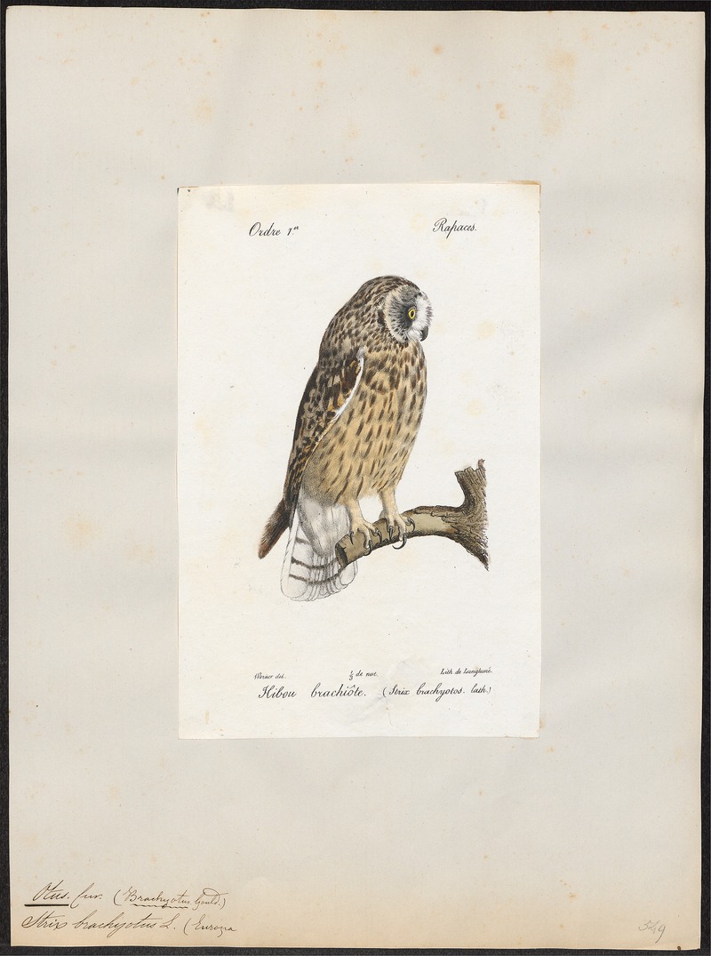 short-eared owl (Asio flammeus); DISPLAY FULL IMAGE.