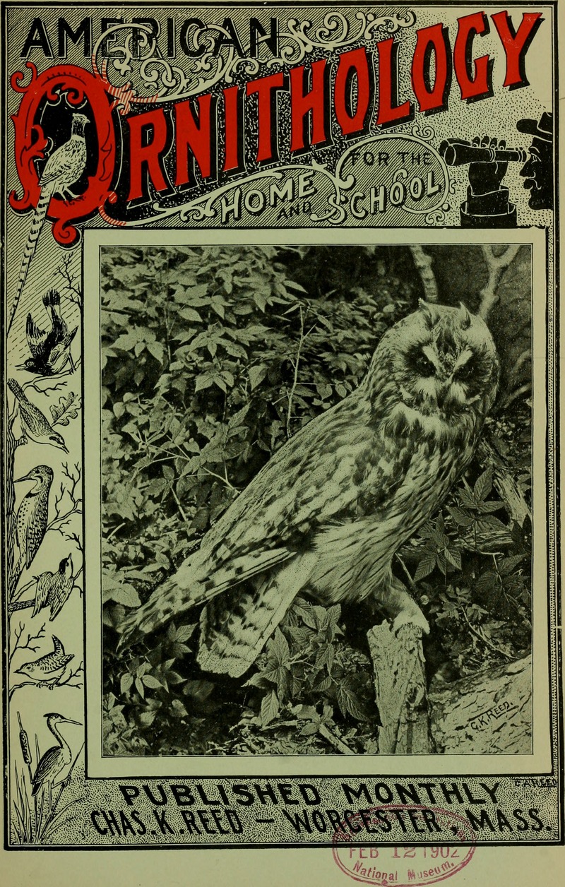 short-eared owl (Asio flammeus); DISPLAY FULL IMAGE.