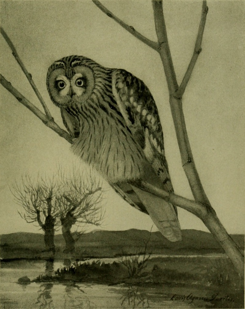 short-eared owl (Asio flammeus); DISPLAY FULL IMAGE.