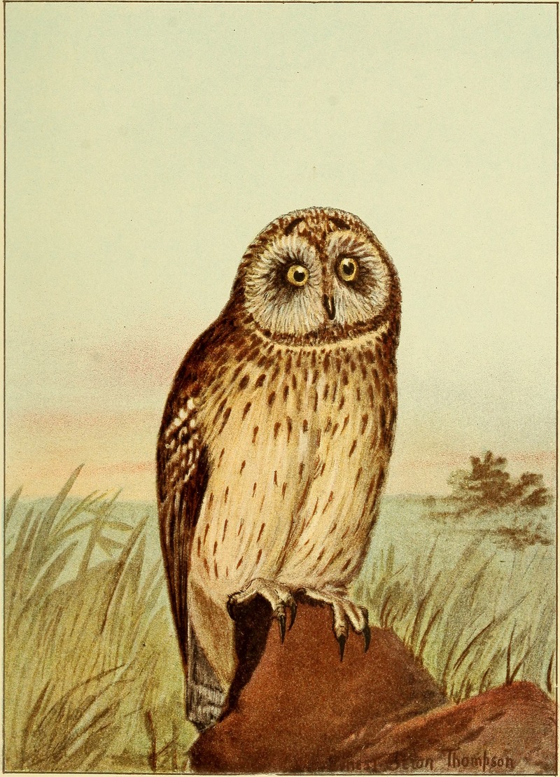 short-eared owl (Asio flammeus); DISPLAY FULL IMAGE.