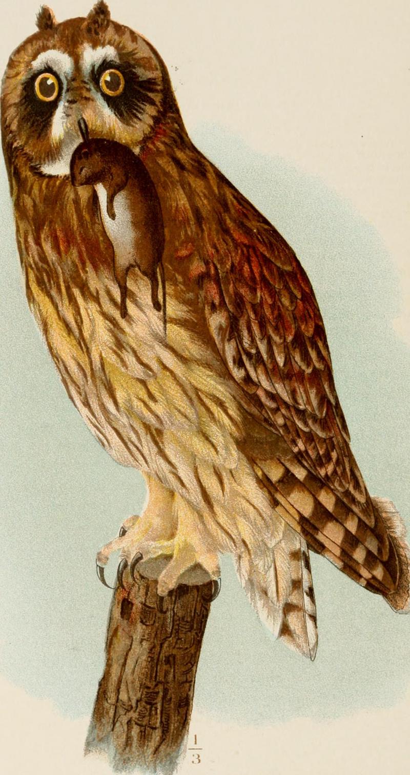 short-eared owl (Asio flammeus); DISPLAY FULL IMAGE.