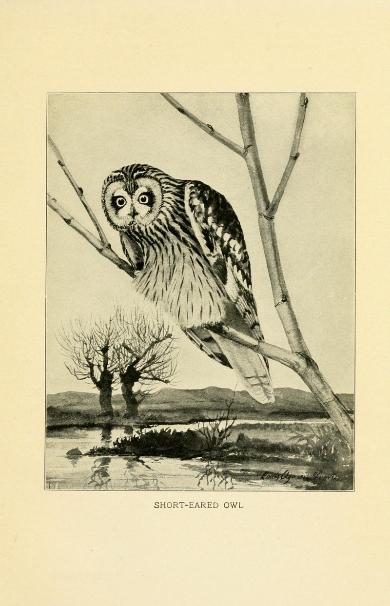 short-eared owl (Asio flammeus); DISPLAY FULL IMAGE.