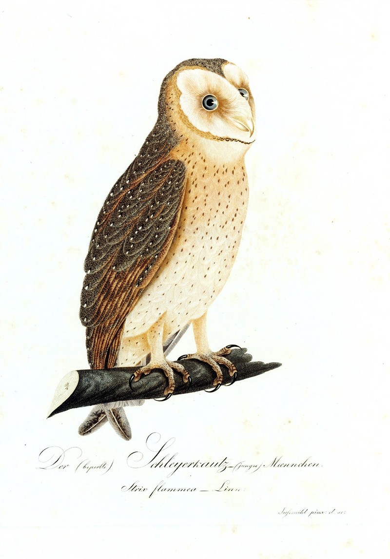 short-eared owl (Asio flammeus); DISPLAY FULL IMAGE.