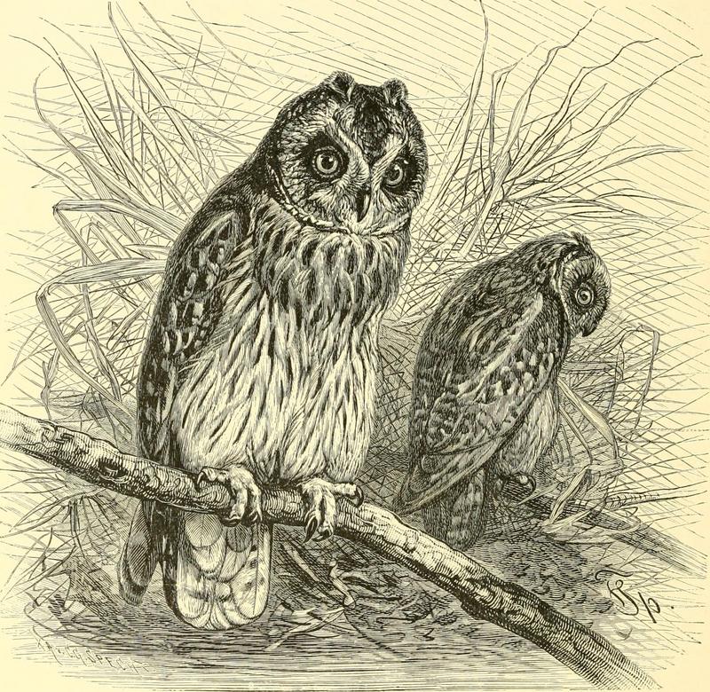 short-eared owl (Asio flammeus); DISPLAY FULL IMAGE.