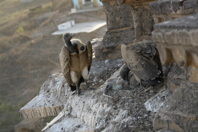 Indian vulture, long-billed vulture (Gyps indicus); DISPLAY FULL IMAGE.