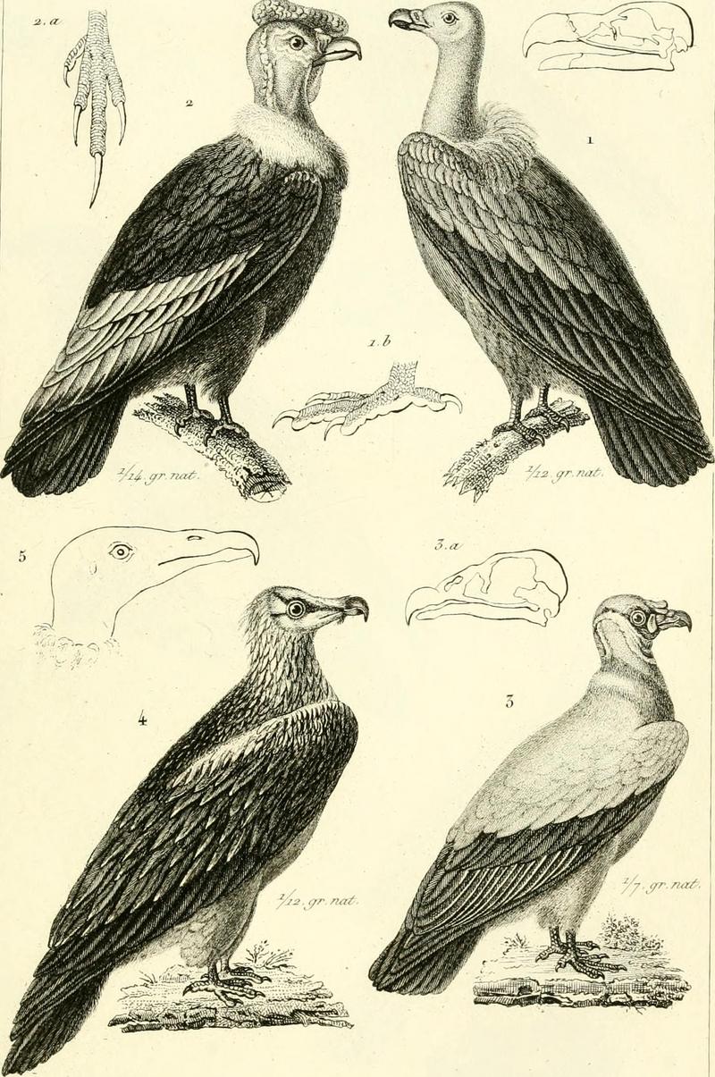 Indian vulture (Gyps indicus), Andean condor (Vultur gryphus), king vulture (Sarcoramphus papa), bearded vulture (Gypaetus barbatus); DISPLAY FULL IMAGE.