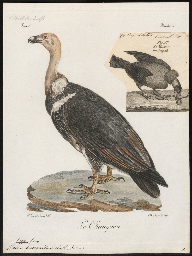 white-rumped vulture (Gyps bengalensis); DISPLAY FULL IMAGE.