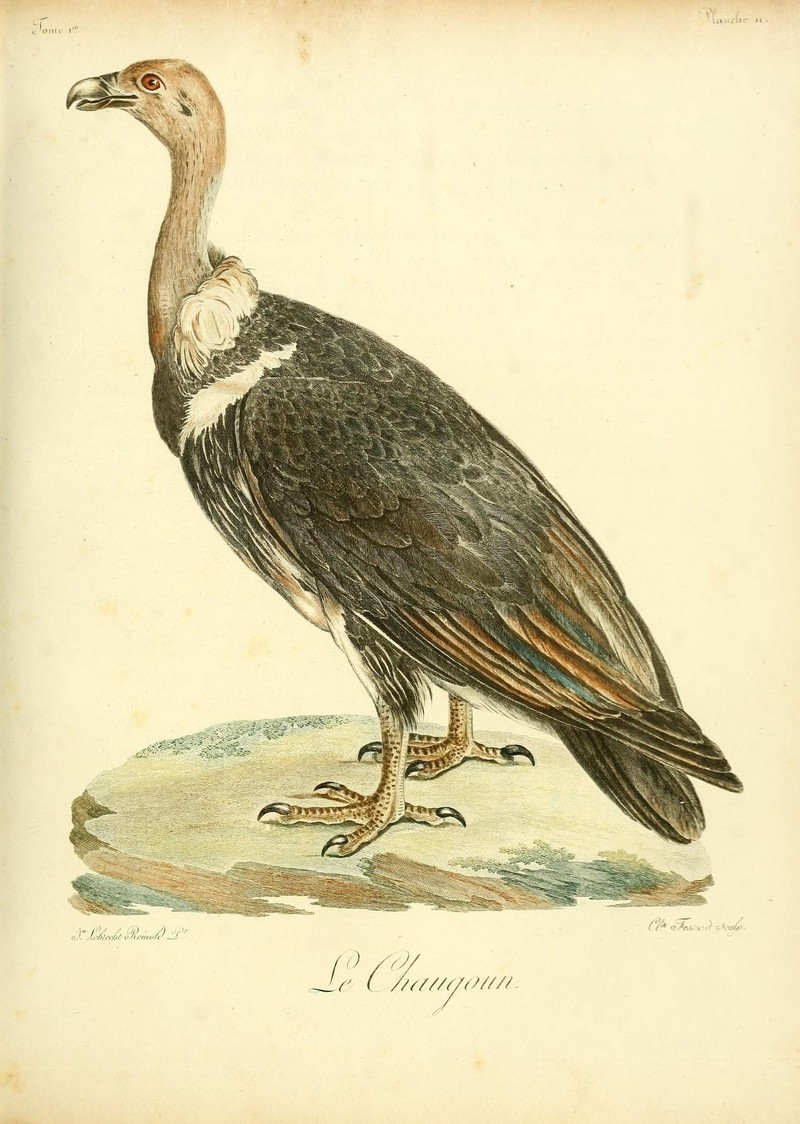 white-rumped vulture (Gyps bengalensis); DISPLAY FULL IMAGE.