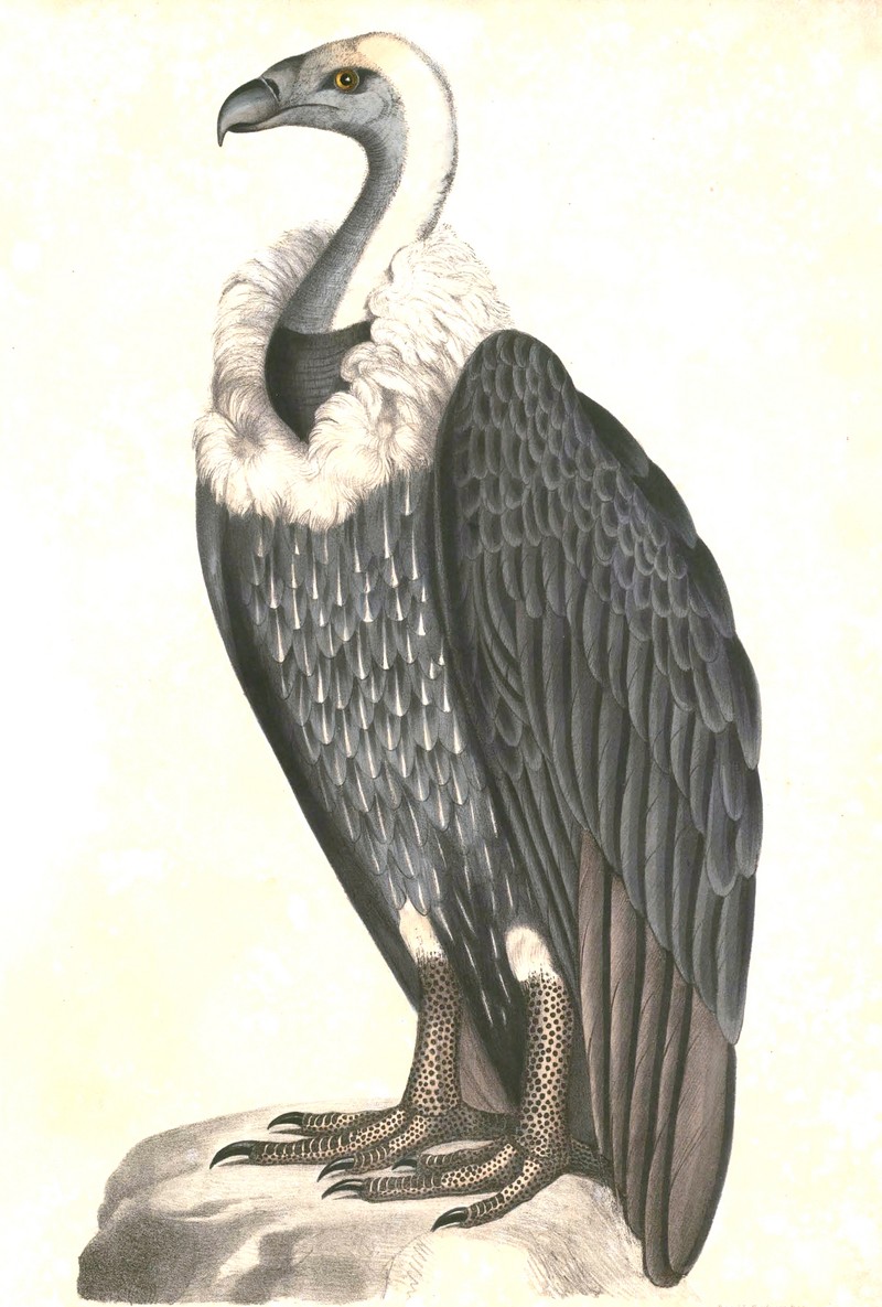 white-rumped vulture (Gyps bengalensis); DISPLAY FULL IMAGE.