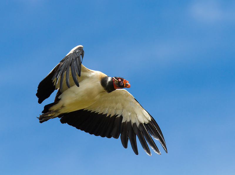 king vulture (Sarcoramphus papa); DISPLAY FULL IMAGE.