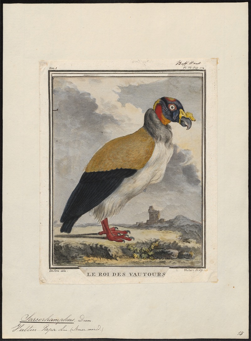 king vulture (Sarcoramphus papa); DISPLAY FULL IMAGE.