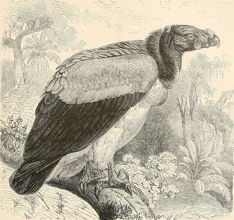 king vulture (Sarcoramphus papa); DISPLAY FULL IMAGE.