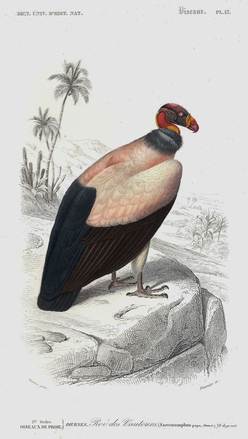 king vulture (Sarcoramphus papa); DISPLAY FULL IMAGE.