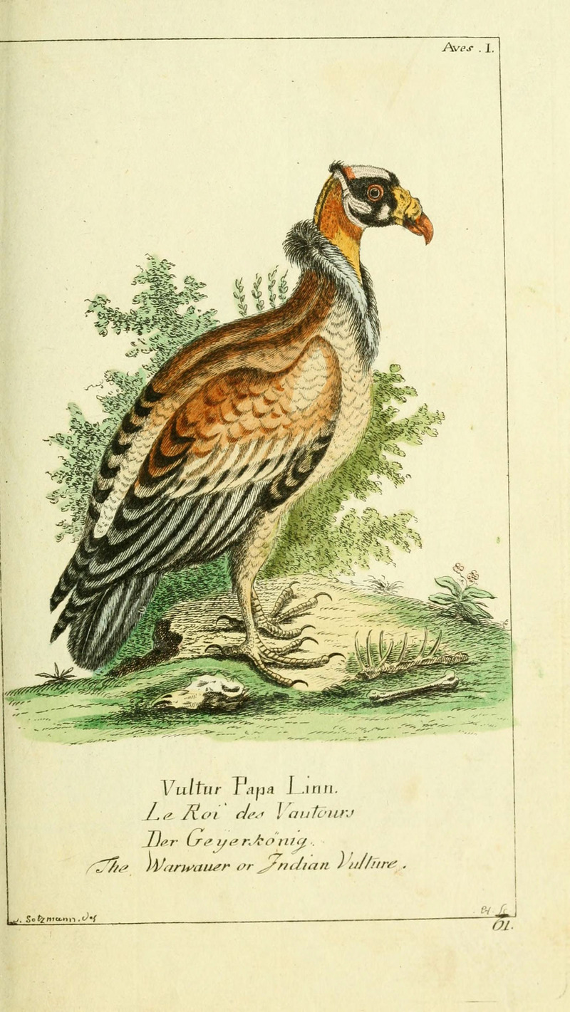 king vulture (Sarcoramphus papa); DISPLAY FULL IMAGE.