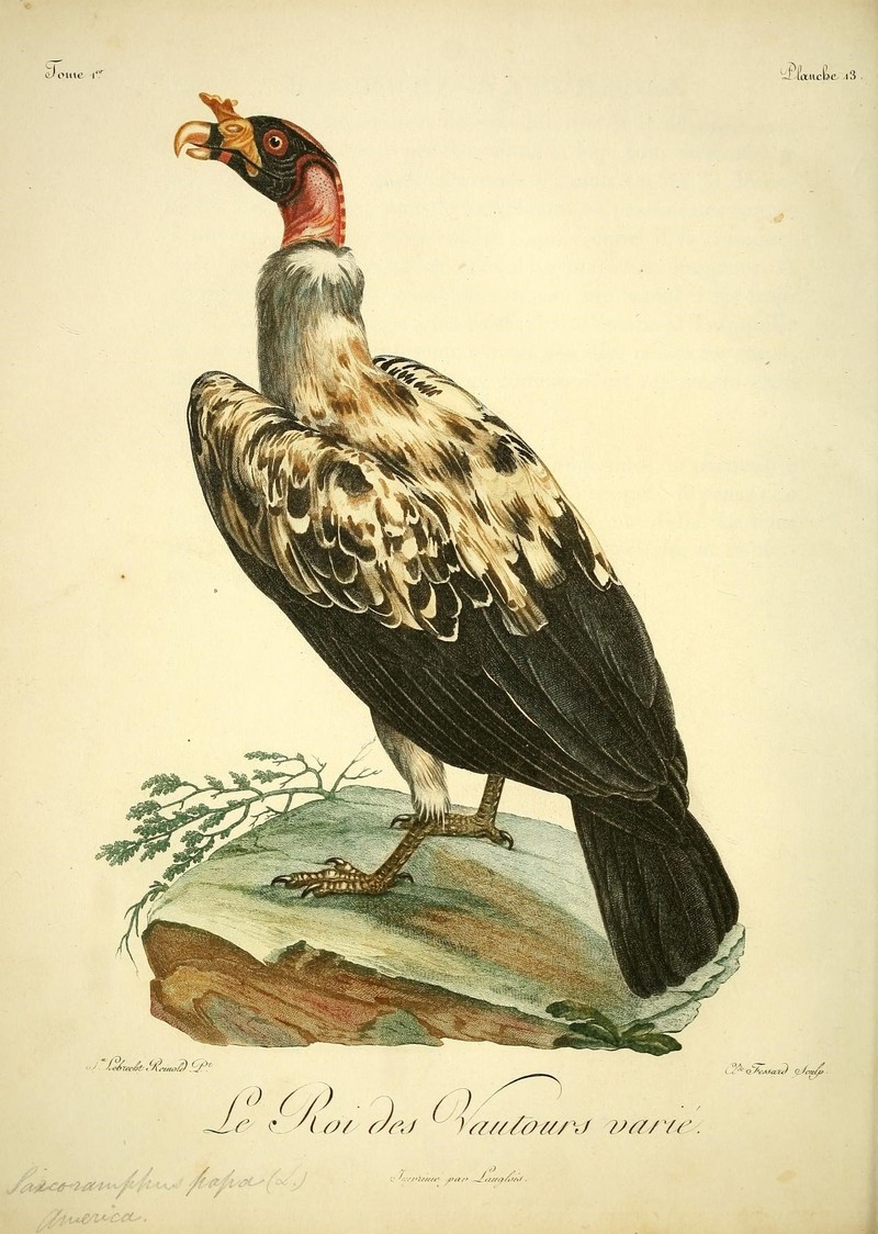 king vulture (Sarcoramphus papa); DISPLAY FULL IMAGE.