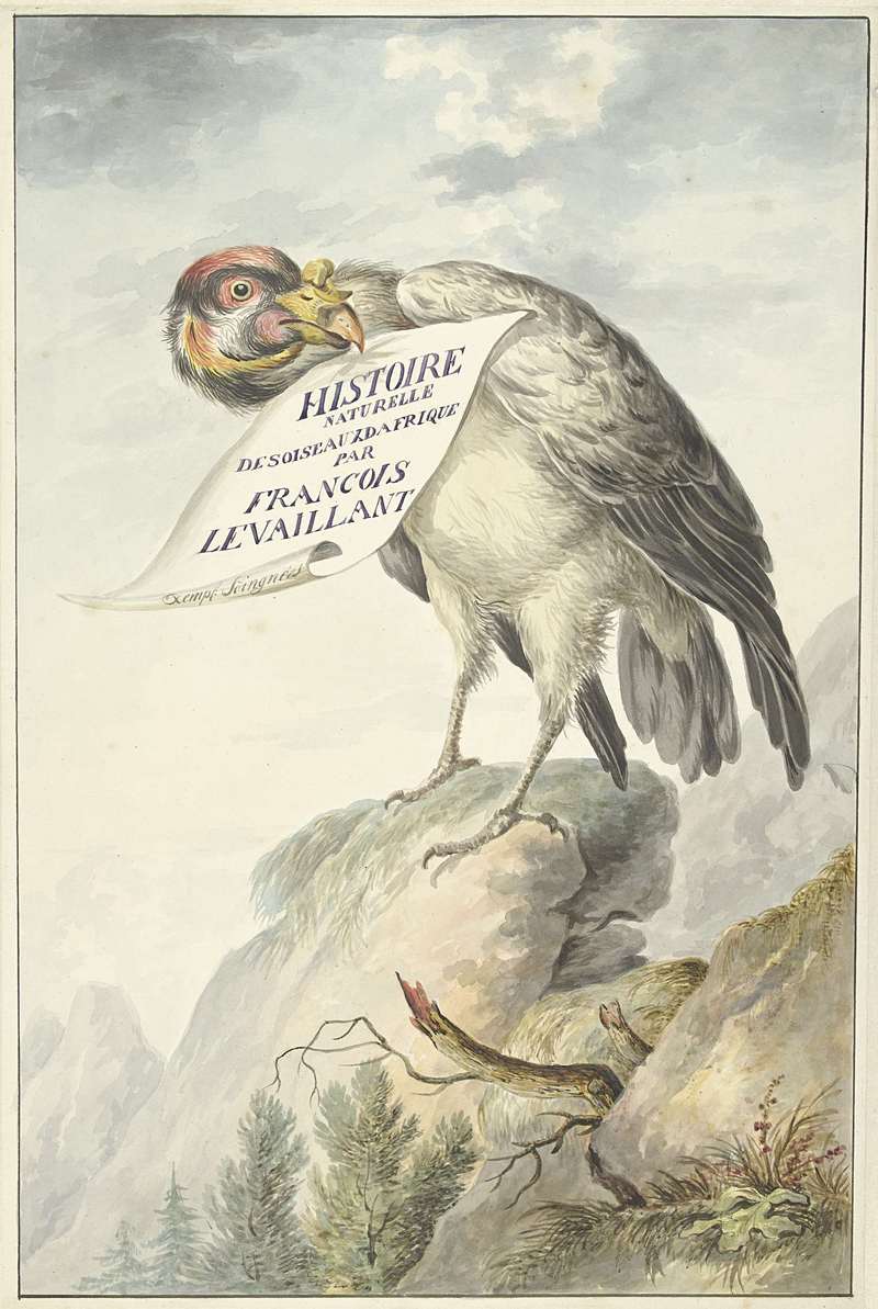 king vulture (Sarcoramphus papa); DISPLAY FULL IMAGE.