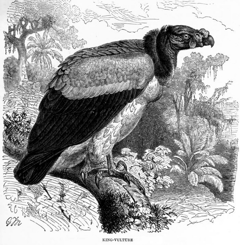 king vulture (Sarcoramphus papa); DISPLAY FULL IMAGE.