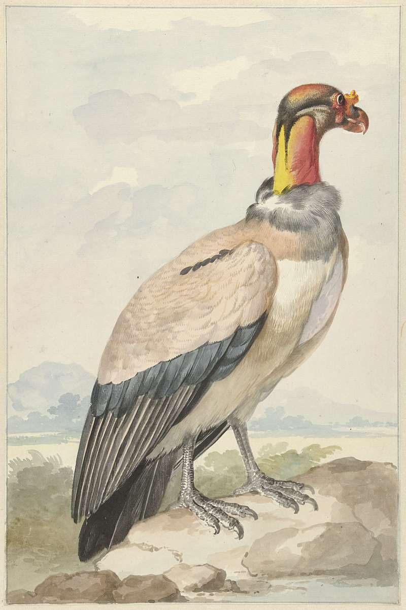 king vulture (Sarcoramphus papa); DISPLAY FULL IMAGE.