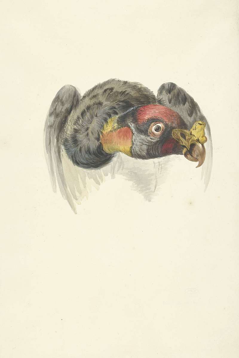 king vulture (Sarcoramphus papa); DISPLAY FULL IMAGE.