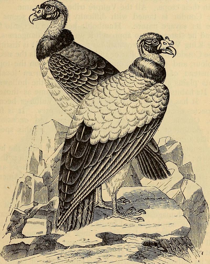 king vulture (Sarcoramphus papa); DISPLAY FULL IMAGE.