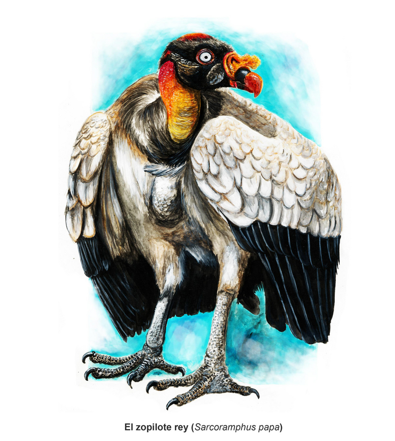 king vulture (Sarcoramphus papa); DISPLAY FULL IMAGE.