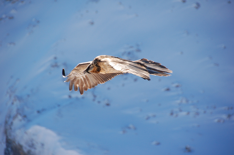 bearded vulture, lammergeier (Gypaetus barbatus); DISPLAY FULL IMAGE.