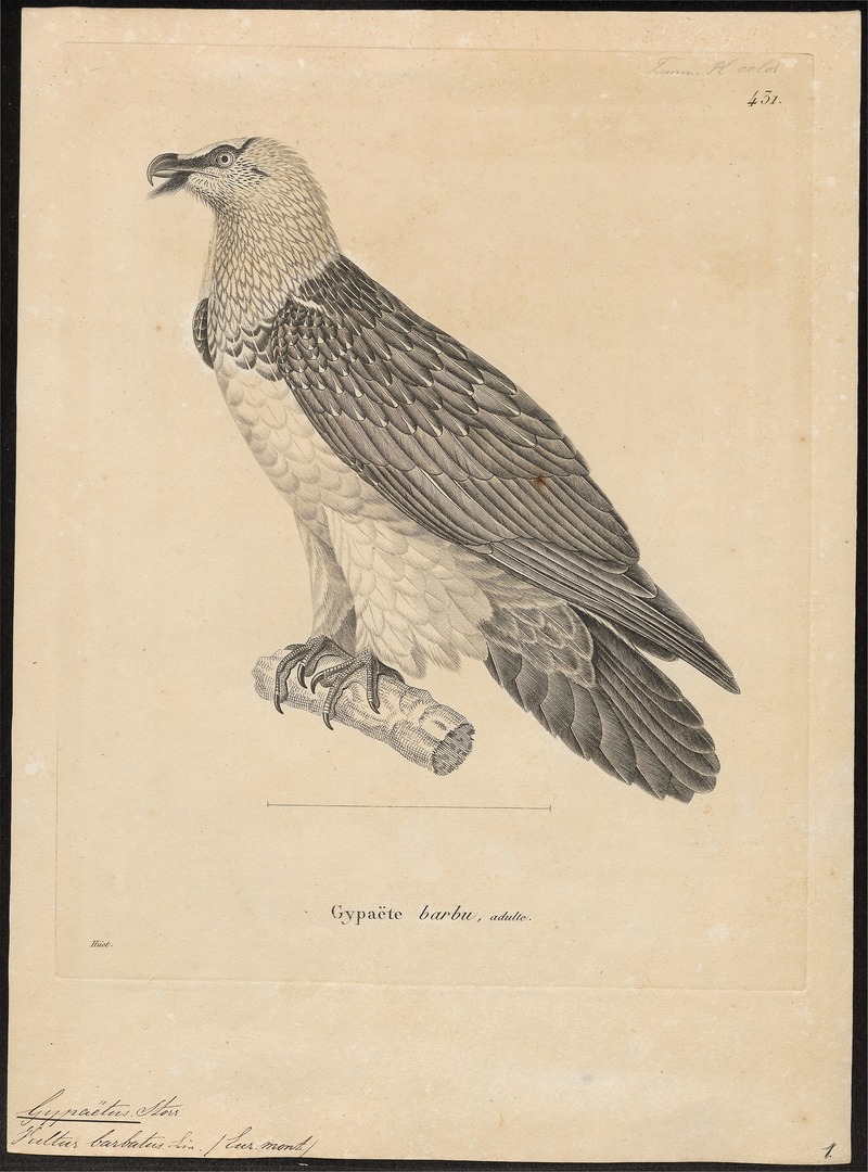 bearded vulture, lammergeier (Gypaetus barbatus); DISPLAY FULL IMAGE.
