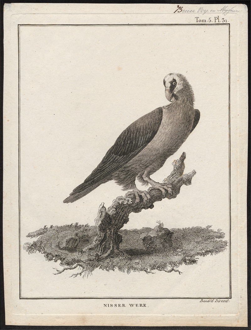 bearded vulture, lammergeier (Gypaetus barbatus); DISPLAY FULL IMAGE.