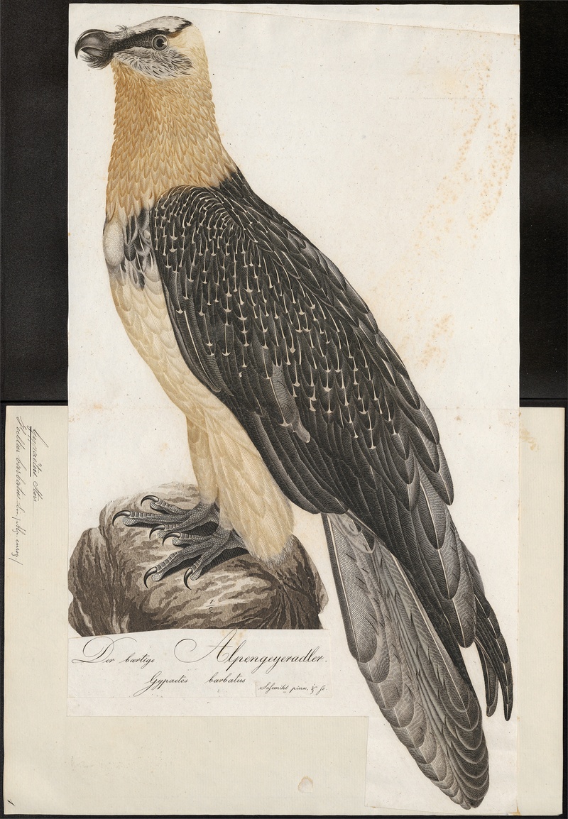 bearded vulture, lammergeier (Gypaetus barbatus); DISPLAY FULL IMAGE.