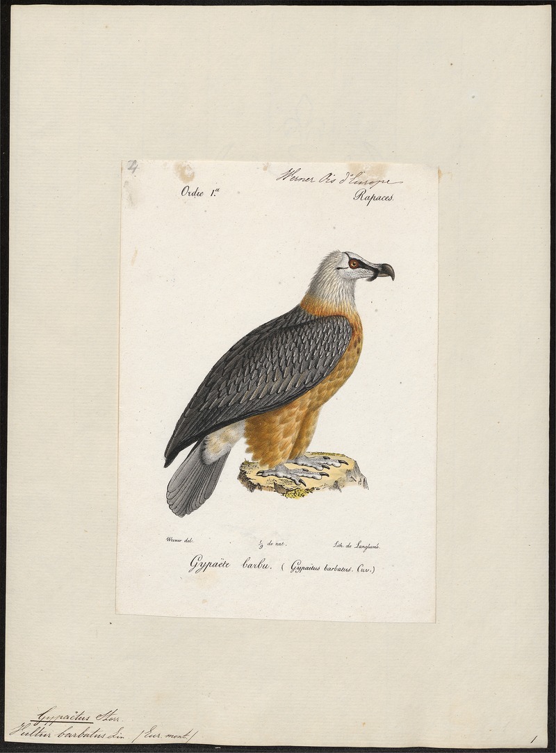 bearded vulture, lammergeier (Gypaetus barbatus); DISPLAY FULL IMAGE.