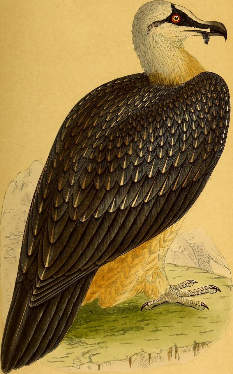 bearded vulture, lammergeier (Gypaetus barbatus); DISPLAY FULL IMAGE.