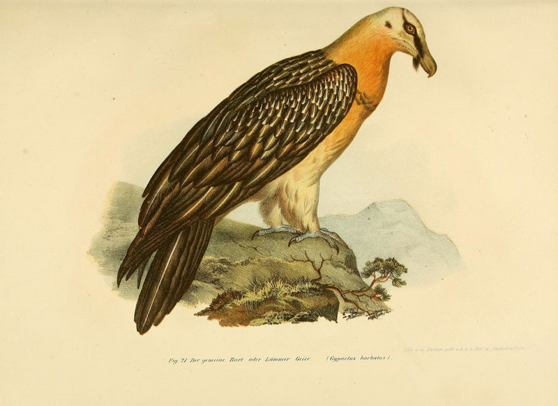 bearded vulture, lammergeier (Gypaetus barbatus); DISPLAY FULL IMAGE.