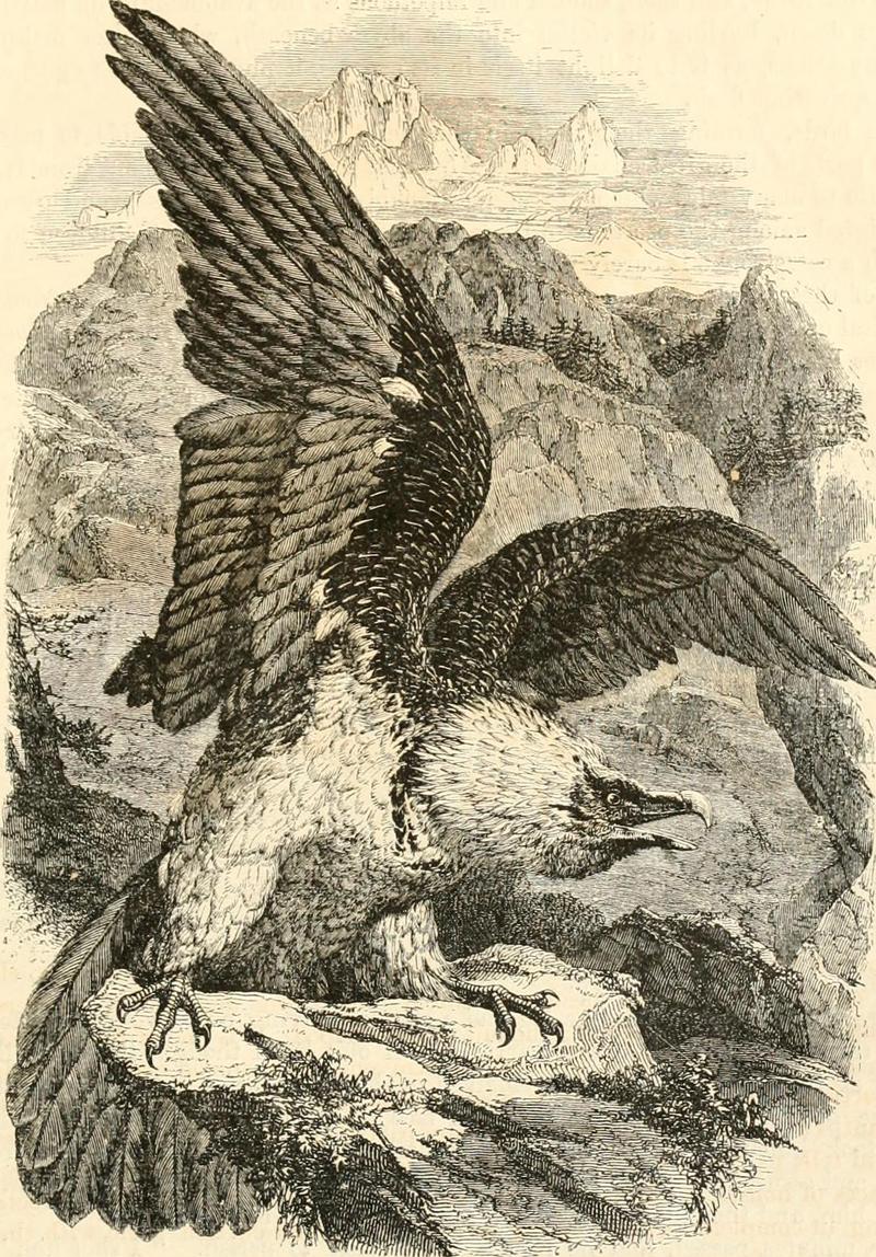 bearded vulture, lammergeier (Gypaetus barbatus); DISPLAY FULL IMAGE.