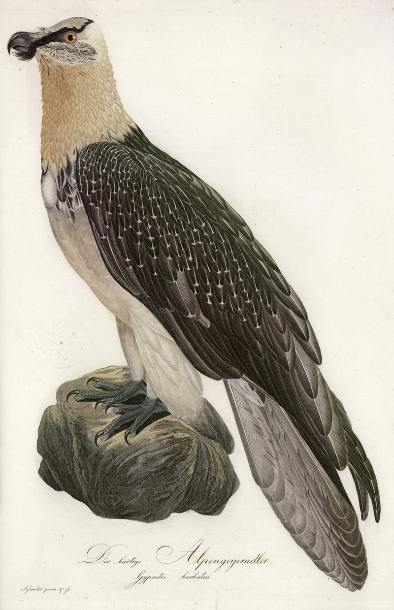 bearded vulture, lammergeier (Gypaetus barbatus); DISPLAY FULL IMAGE.