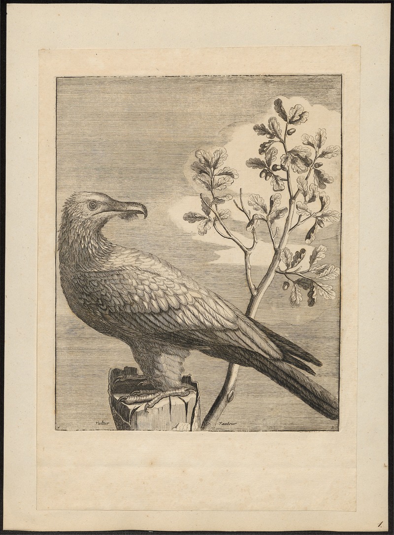 bearded vulture, lammergeier (Gypaetus barbatus); DISPLAY FULL IMAGE.