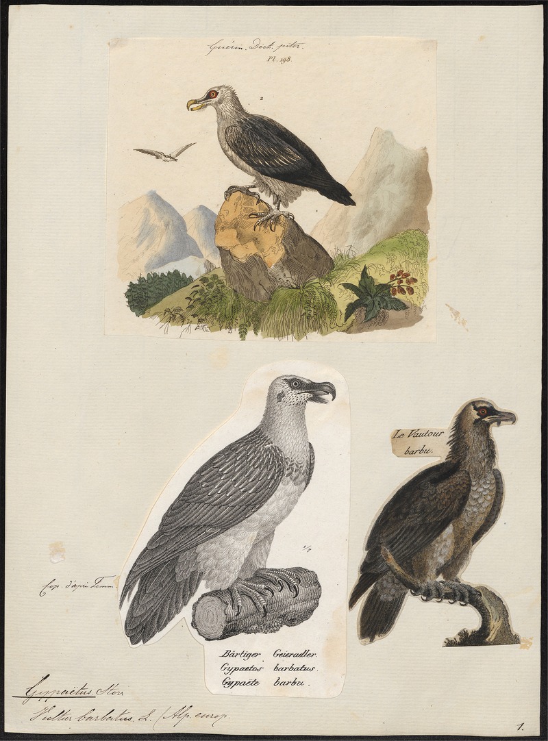 bearded vulture, lammergeier (Gypaetus barbatus); DISPLAY FULL IMAGE.