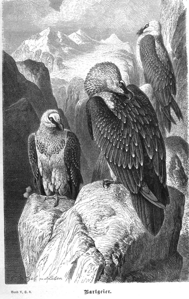 bearded vulture, lammergeier (Gypaetus barbatus); DISPLAY FULL IMAGE.