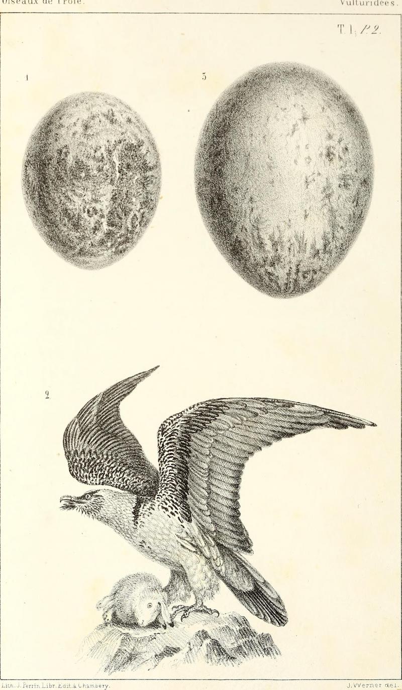 bearded vulture, lammergeier (Gypaetus barbatus); DISPLAY FULL IMAGE.