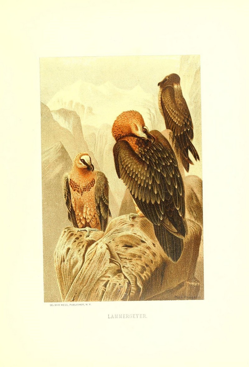 bearded vulture, lammergeier (Gypaetus barbatus); DISPLAY FULL IMAGE.
